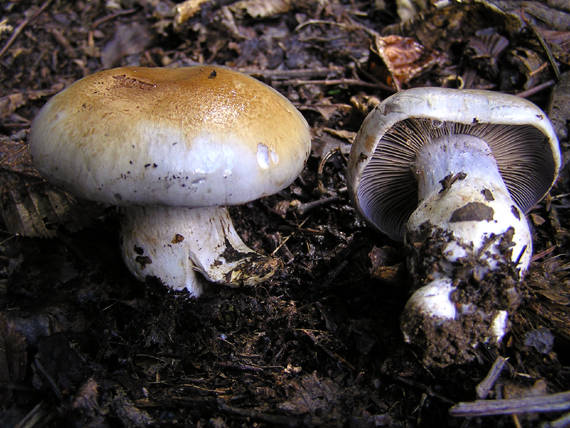 pavučinovec Cortinarius sp.