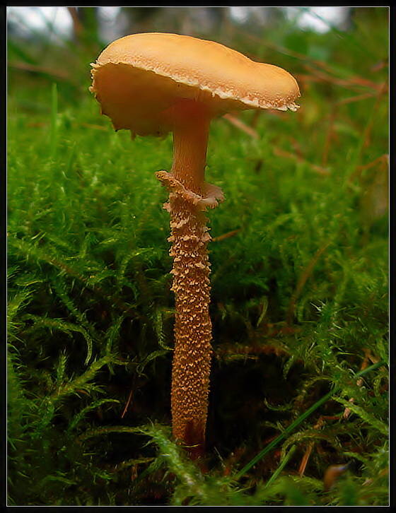 zrnivka Cystoderma sp.