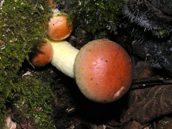 strapcovka tehlovočervená Hypholoma lateritium (Schaeff.) P. Kumm.