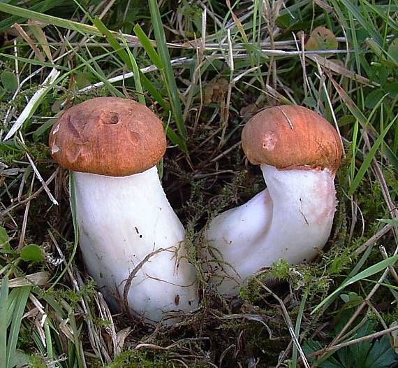 kozáky Leccinum sp.