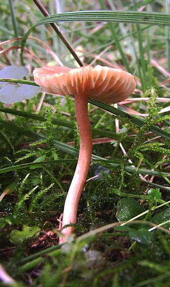 tanečnica poľná Marasmius oreades (Bolton) Fr.