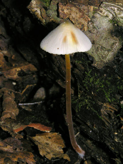 prilbička šafranová Mycena crocata (Schrad.) P. Kumm.