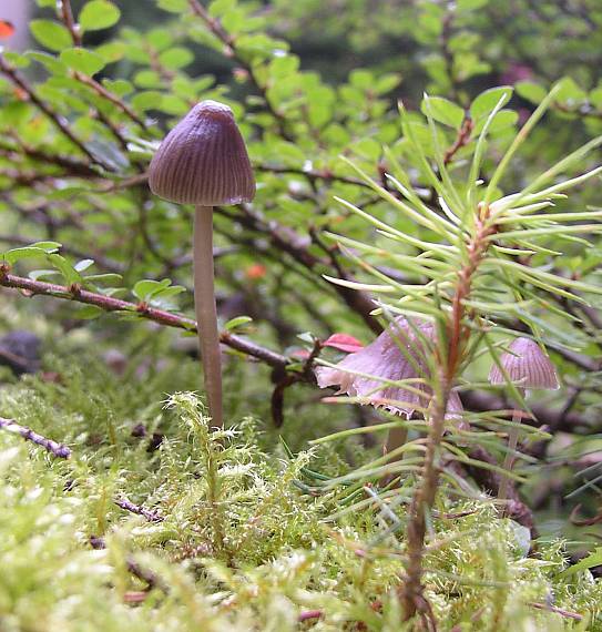 prilbička Mycena sp.