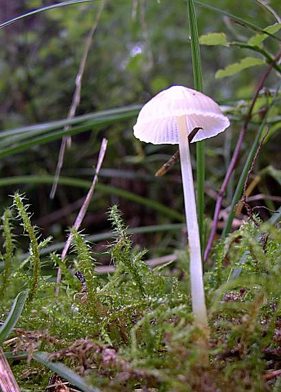 prilbička Mycena sp.