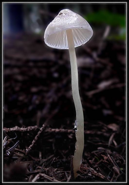 prilbička Mycena sp.