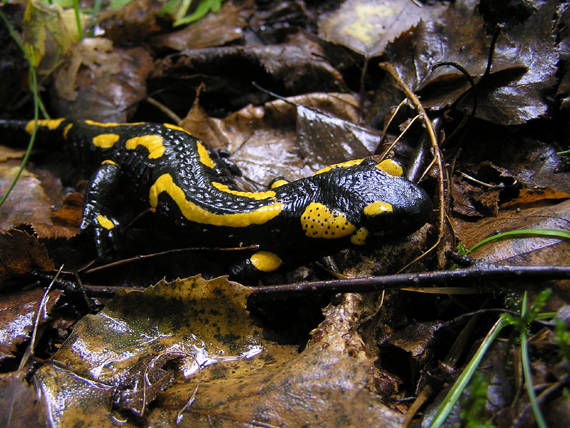 salamandra škvrnitá Salamandra salamandra