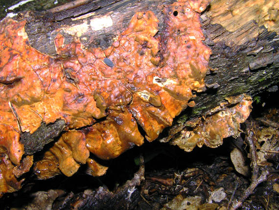 pevník chlpatý Stereum hirsutum (Willd.) Pers.