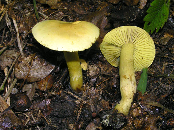 čírovka sírovožltá Tricholoma sulphureum (Bull.) P. Kumm.