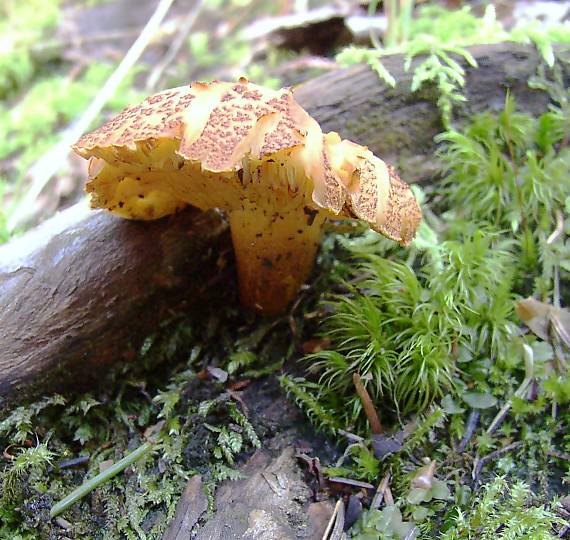 čírovec červenožltý Tricholomopsis rutilans (Schaeff.) Singer