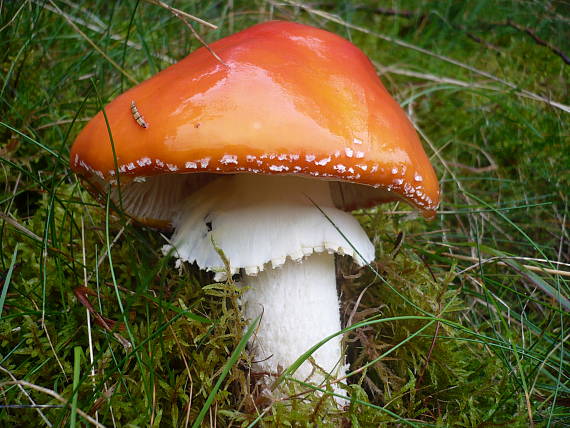 muchotrávka červená Amanita muscaria (L.) Lam.