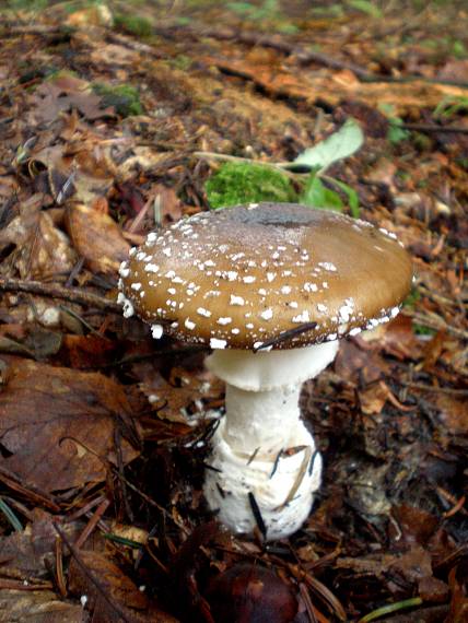 muchotrávka tigrovaná Amanita pantherina (DC.) Krombh.