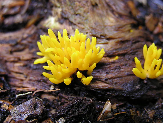 parôžkovec malý Calocera cornea (Fr.) Loud.