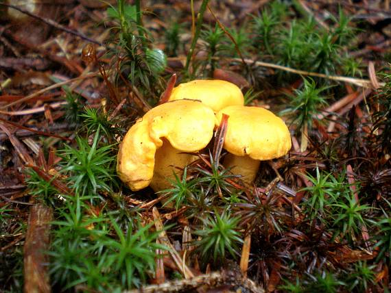 kuriatko jedlé Cantharellus cibarius Fr.