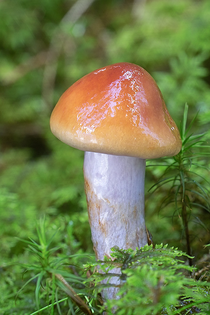 pavučinovec plavooranžový Cortinarius collinitus (Pers.) Fr.