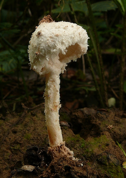 bedlica pomúčená Cystolepiota pulverulenta (Huijsman) Vellinga