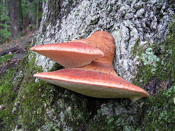 pečeňovec dubový III. Fistulina hepatica (Schaeff.) With.