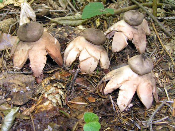 hviezdovka červenkastá Geastrum rufescens Pers.