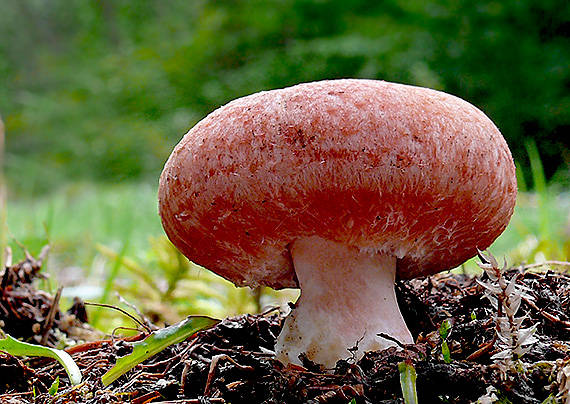 rýdzik kravský Lactarius torminosus (Schaeff.) Gray