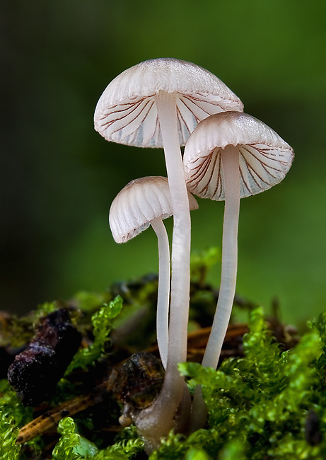 prilbička červenoobrúbená Mycena rubromarginata (Fr.) P. Kumm.