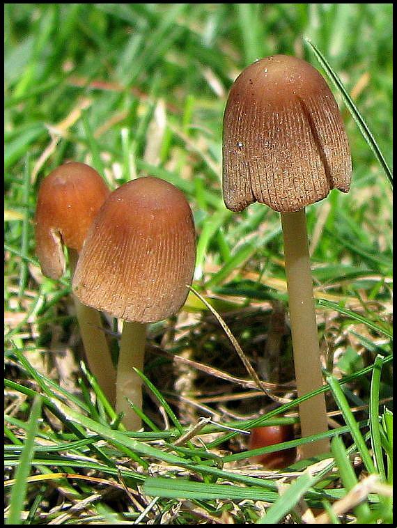 hnojník Coprinus sp.