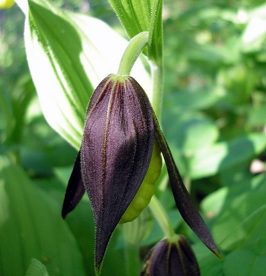 střevíčník pantoflíček-črievičník papučkový Cypripedium calceolus L.