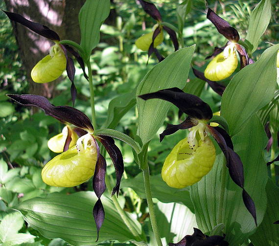 střevíčník pantoflíček-črievičník papučkový Cypripedium calceolus L.