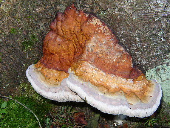 práchnovček pásikavý Fomitopsis pinicola (Sw.) P. Karst.