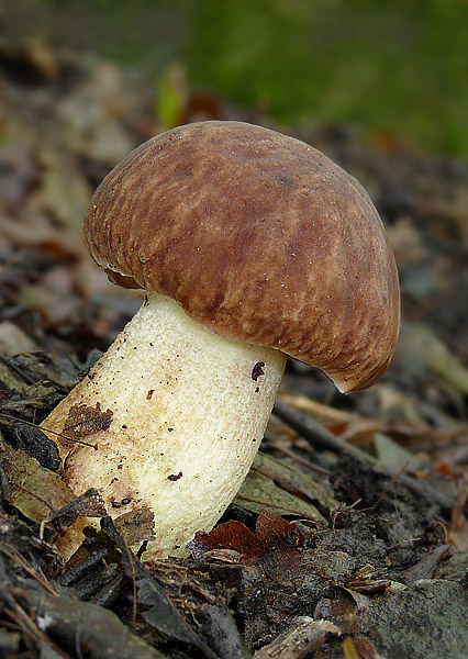 hríb jamkatý Hemileccinum depilatum (Redeuilh) Šutara