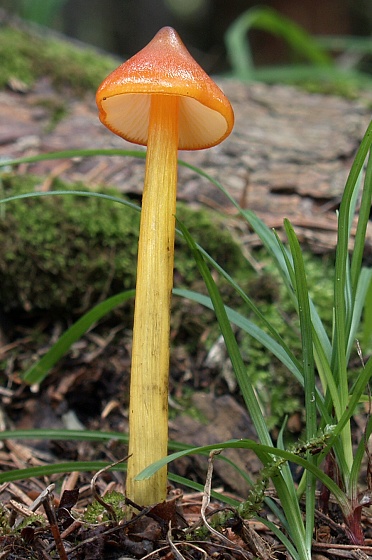 lúčnica kužeľovitá Hygrocybe conica (Schaeff.) P. Kumm.