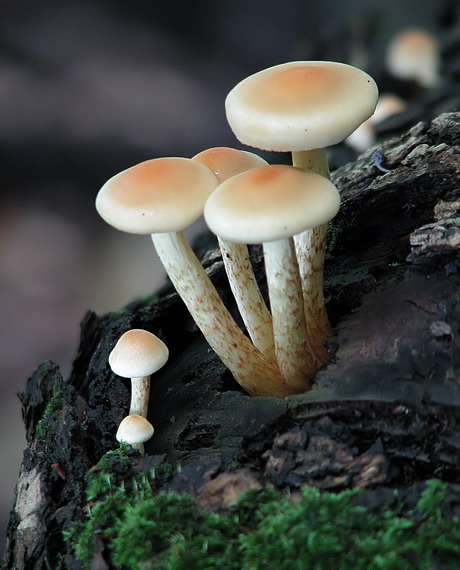 strapcovka Hypholoma sp.