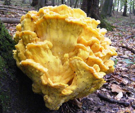 sírovec obyčajný Laetiporus sulphureus (Bull.) Murrill