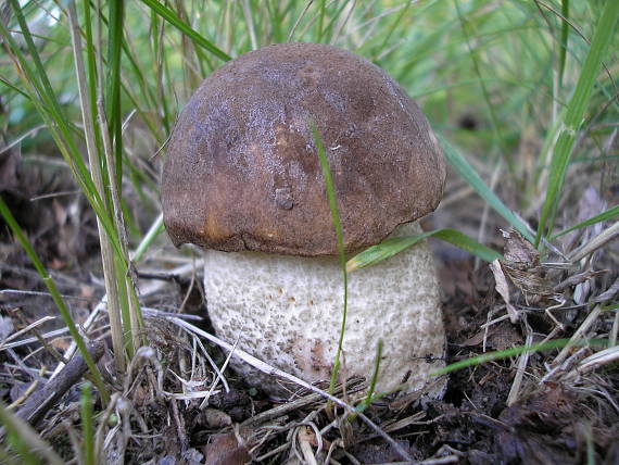 kozák hrabový Leccinum pseudoscabrum (Kallenb.) Šutara