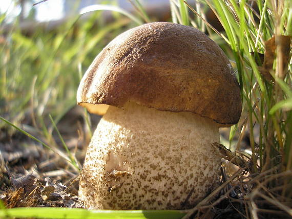 kozák hrabový Leccinum pseudoscabrum (Kallenb.) Šutara