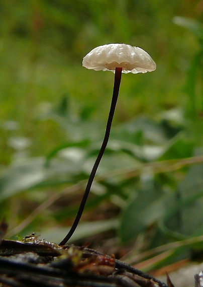 taničnica golierikovitá Marasmius rotula (Scop.) Fr.