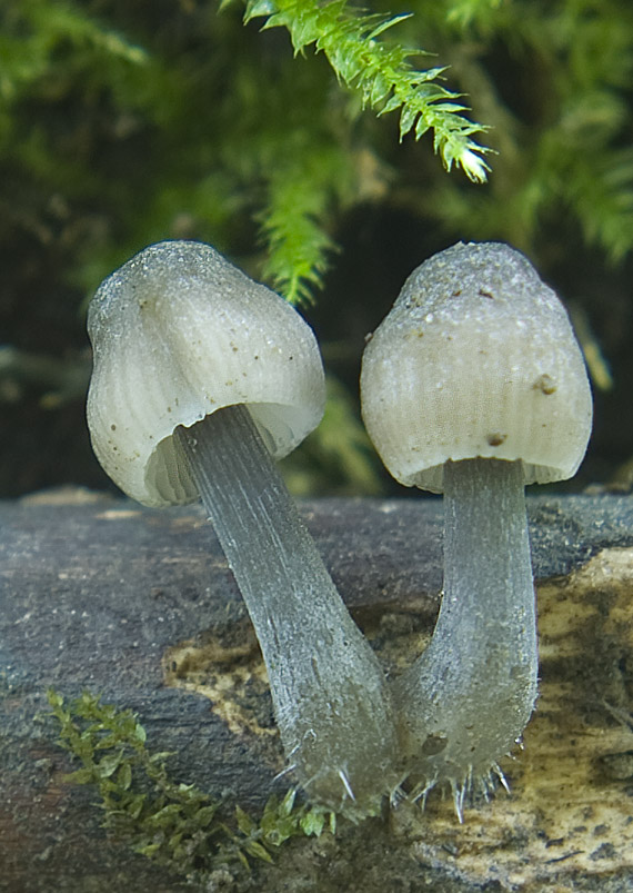 prilbička ryhovaná Mycena polygramma (Bull.) Gray