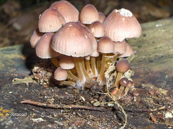 prilbička žltohlúbiková Mycena renati Quél.