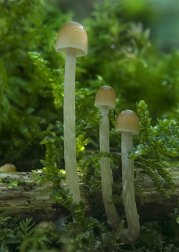 prilbička Mycena sp.