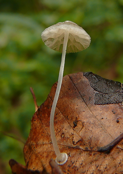 prilbička diskovitá Mycena stylobates (Pers.) P. Kumm.