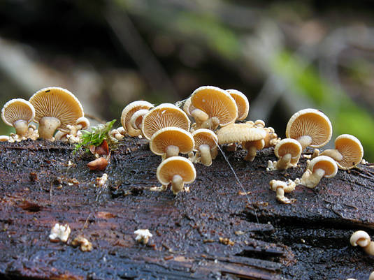 pňovka obyčajná Panellus stipticus (Bull.) P. Karst.