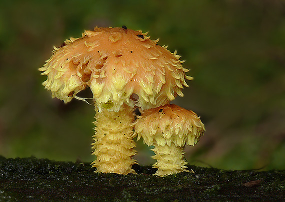 šupinovka ohnivá Pholiota flammans (Batsch) P. Kumm.