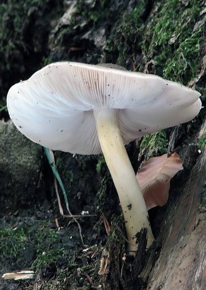 štítovka Pluteus sp.