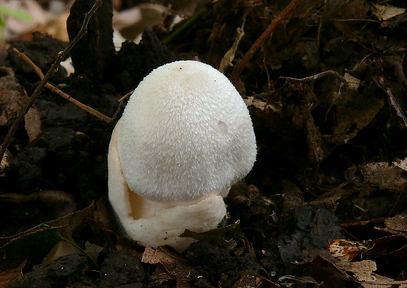 pošvovec  Volvariella sp.