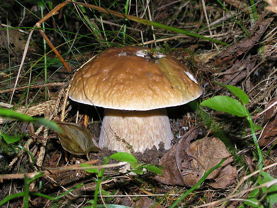 hríb smrekový boletus edulis Bull.