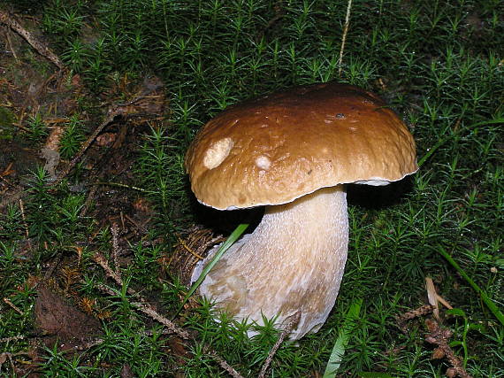 hríb smrekový boletus edulis Bull.