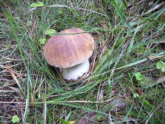 hríb smrekový Boletus edulis Bull.