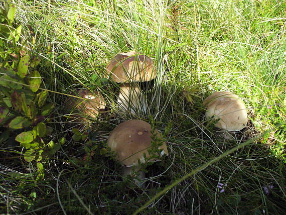 hríb smrekový Boletus edulis Bull.