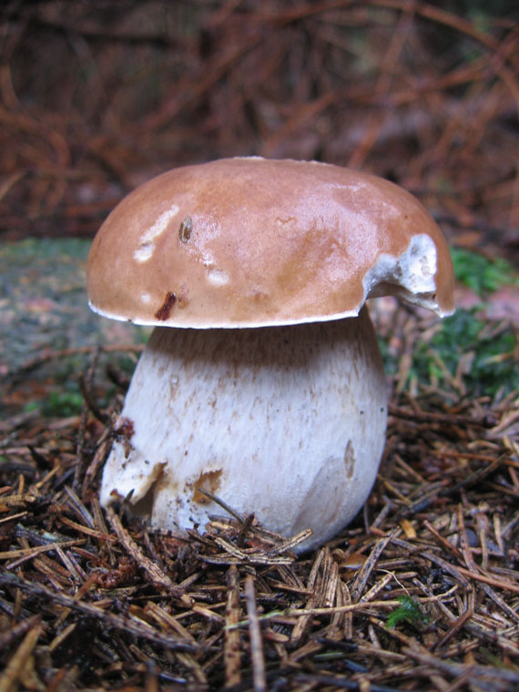 hríb smrekový Boletus edulis Bull.