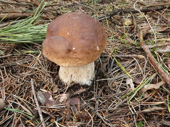 hřib smrkový - Hríb smrekový Boletus edulis Bull.