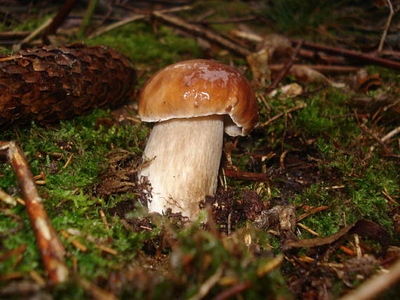 hríb smrekový Boletus edulis Bull.