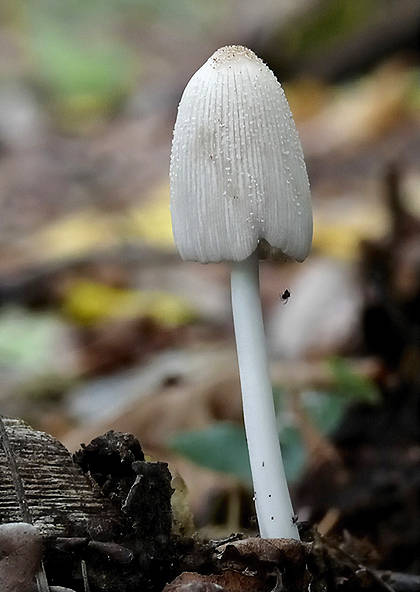 hnojník lúčový Coprinellus radians (Desm.) Vilgalys, Hopple & Jacq. Johnson